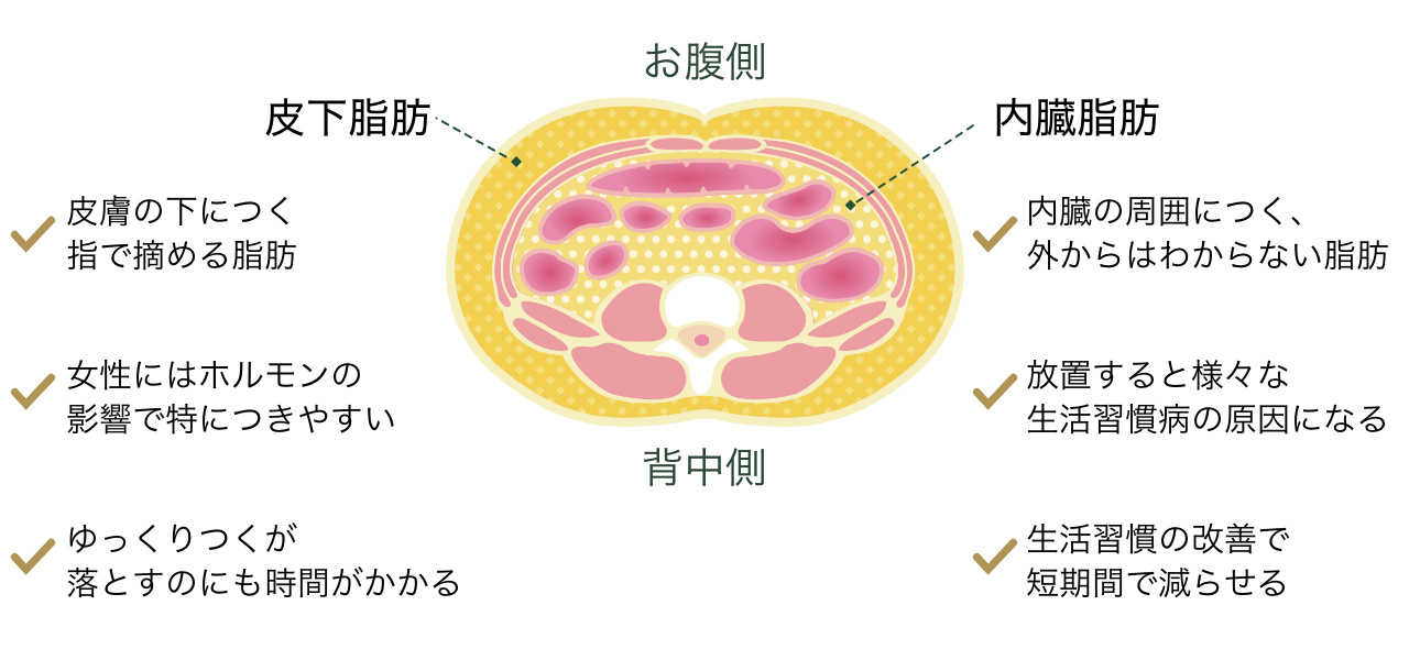 皮下脂肪と内臓脂肪の違い