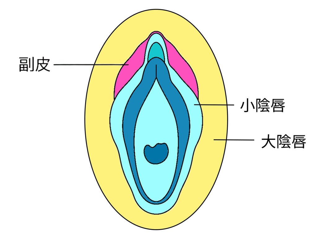 副皮の位置|大陰唇と小陰唇の間