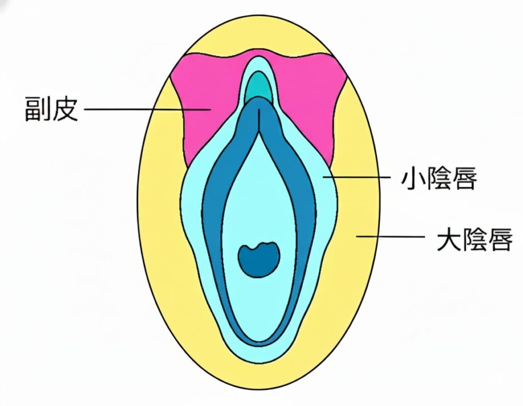 大きすぎる副皮