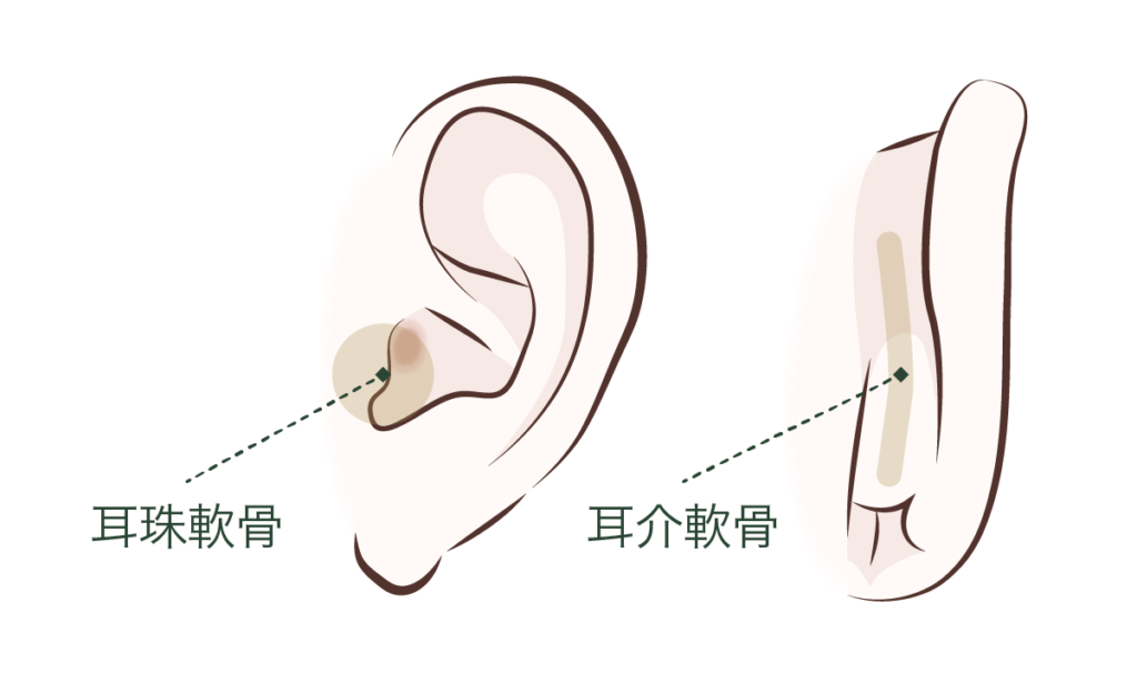 耳珠軟骨/耳介軟骨